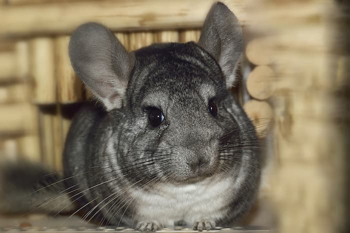 grey chinchilla