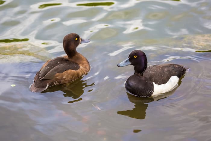 pair of ducks