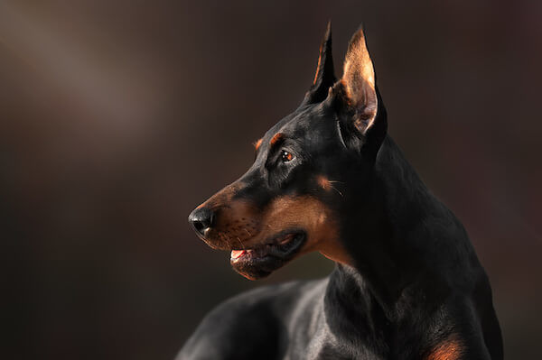 adult doberman pinscher dog