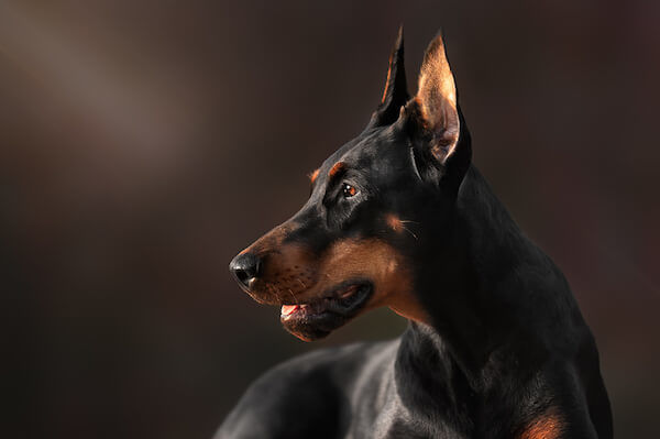 do dobermans need their tails docked