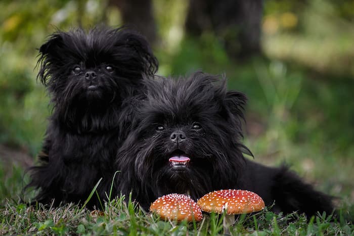 Affenpinscher Puppies
