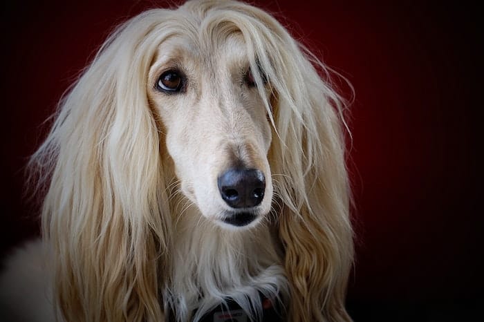 Afghan dog