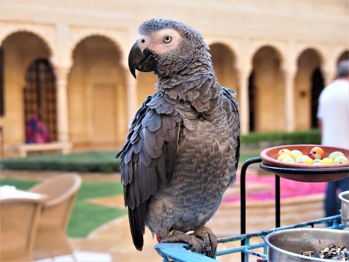 African grey parrot