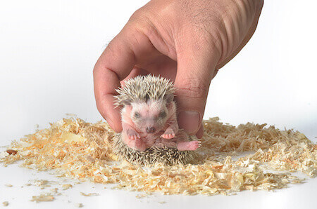 african pygmy hedgehog