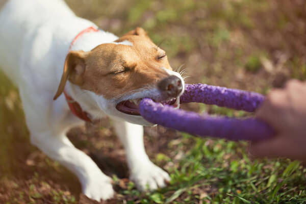 Dog with toy