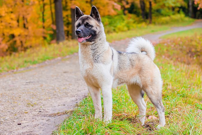 wolf like akita dog