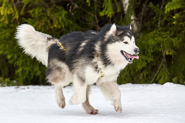 malamute running like a wolf