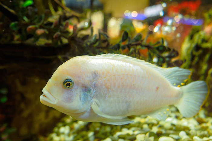 Oscar Albino Fish