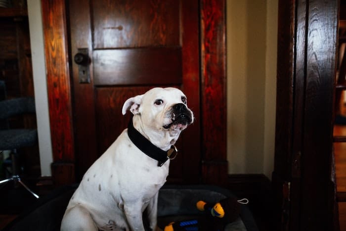 American bulldog pup