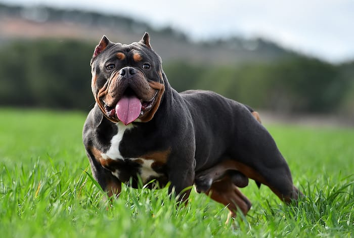 American bully