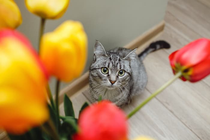 cat looking up at flowers