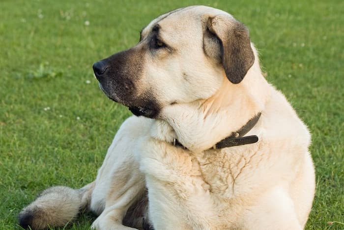 anatolian shepherd dog