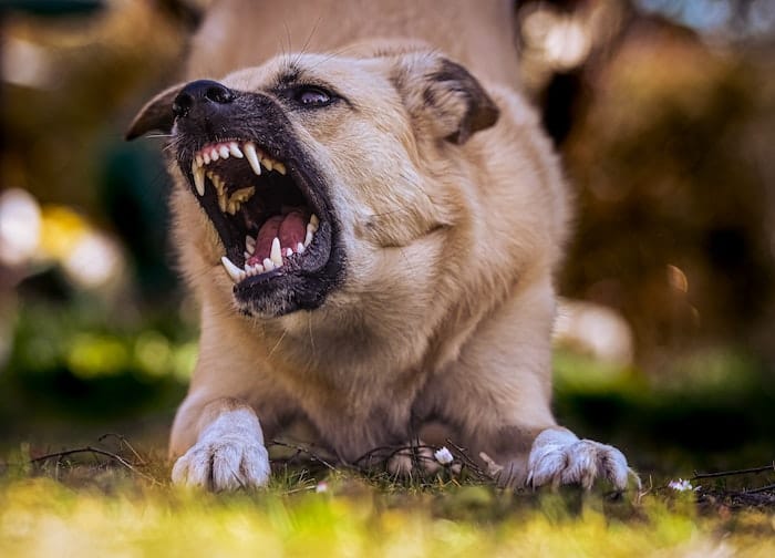 dog showing teeth