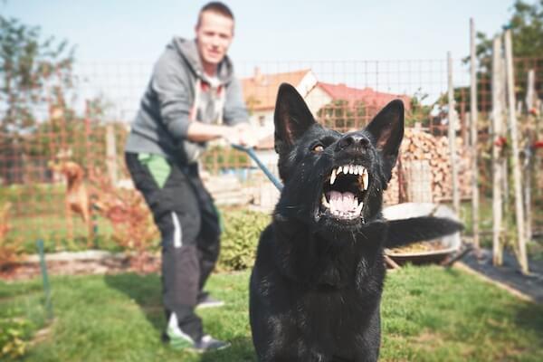 Aggressive dog on leash