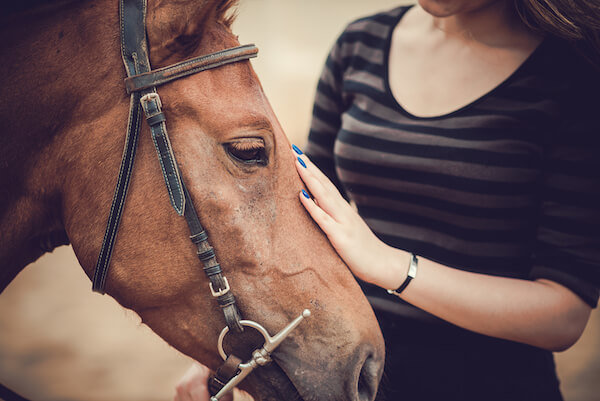 Animal Assisted Therapy Horse