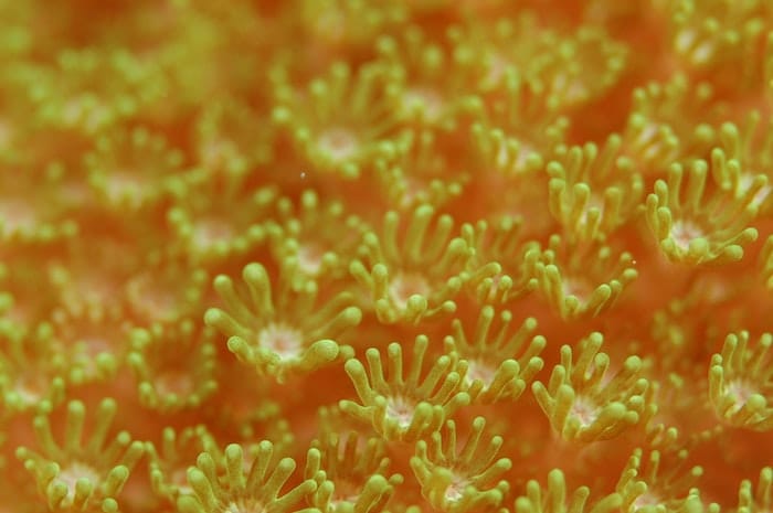 coral close up