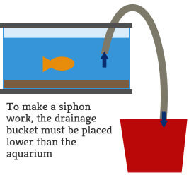 aquarium-siphon-works