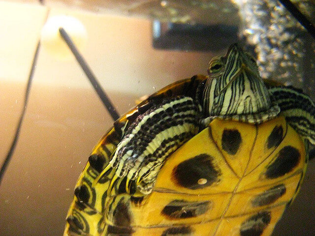 aquatic-turtle-plastron-underside