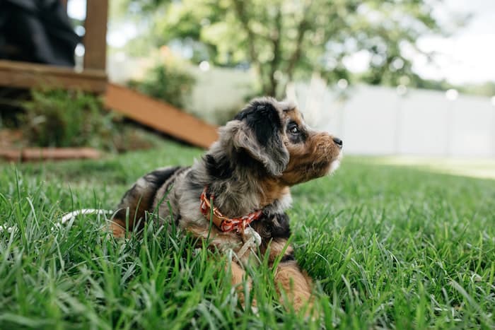 Aussiedoodle puppy