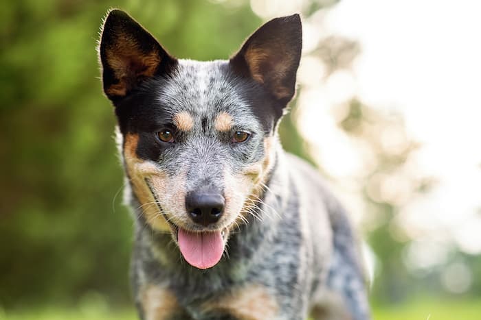 What Dog Breeds Are Born Without Tails? - Caring Pets