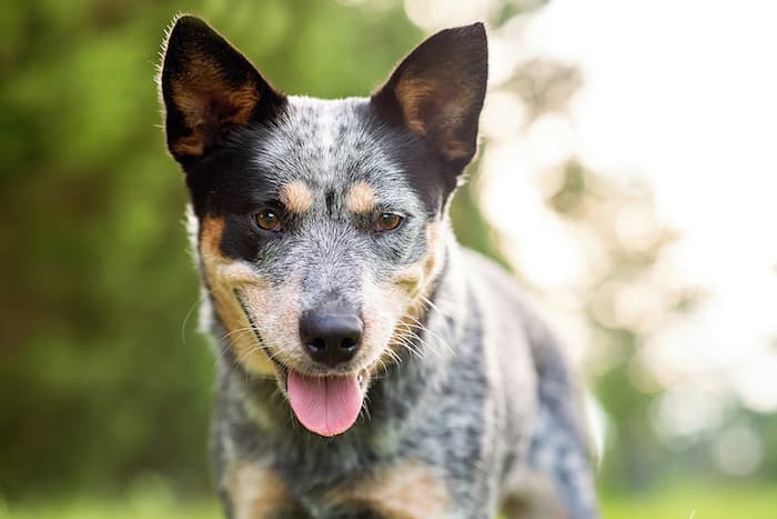 Australian Cattle Dog