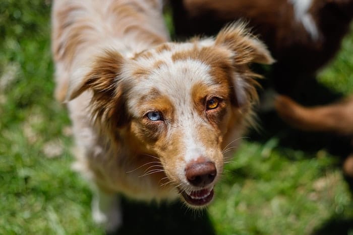 Australian shepherd dog with a blue and brown eye