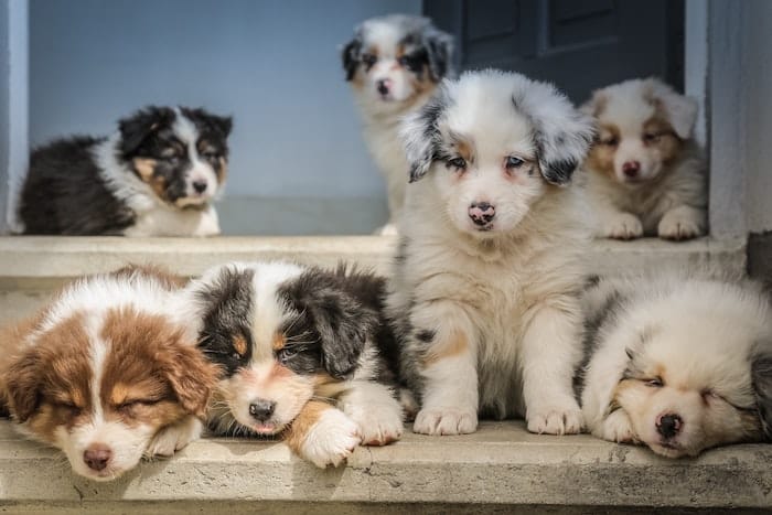 cute Australian puppies on stairs