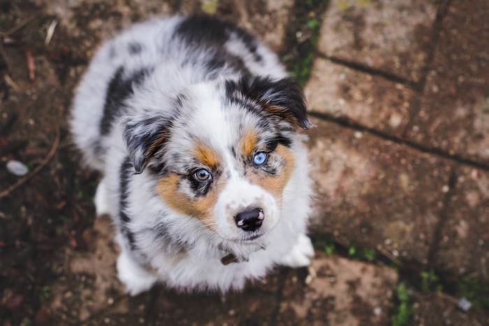 Australlian Shepard Puppy