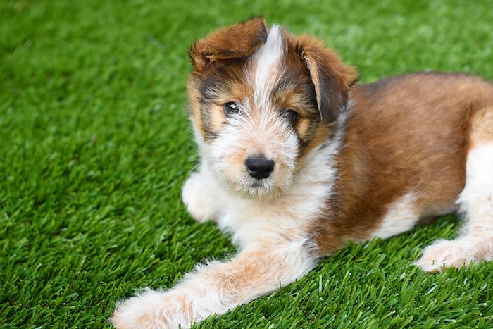 puppy on artificial turf