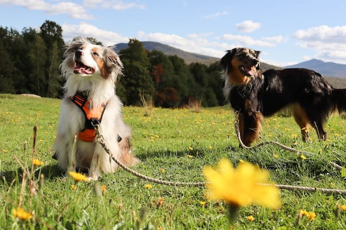 Australian shepherd dogs outside