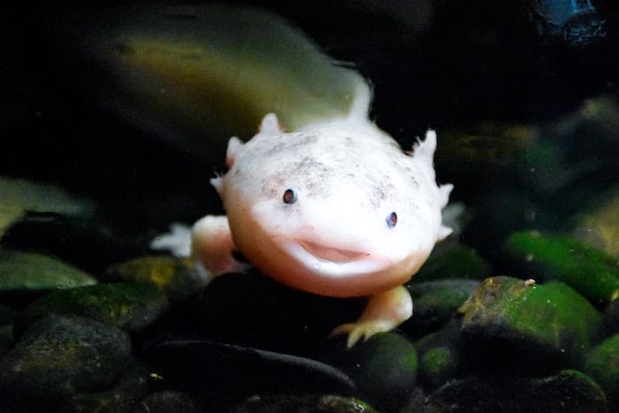 axolotl salamander