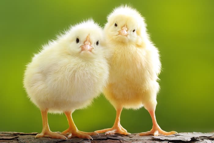 baby chicks