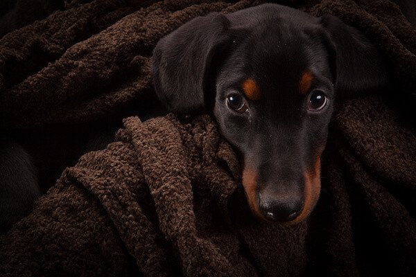 Doberman pinscher baby natural ears