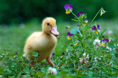 Duckling