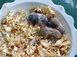 raising baby hamsters