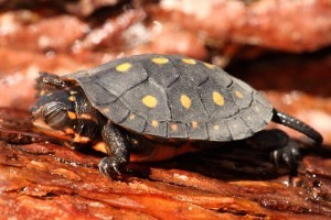 Baby Spotted Water Turtle