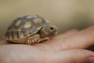 baby-tortoise-leopard