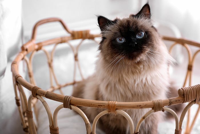 Balinese Cat in a Basket