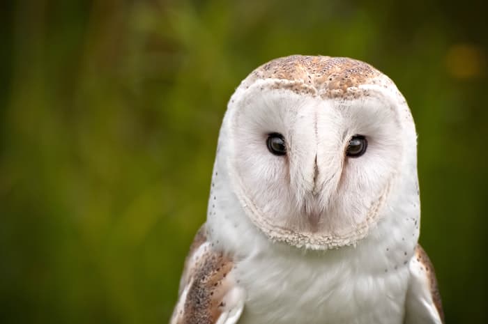 barn owll