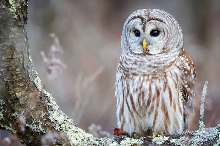 barred owl