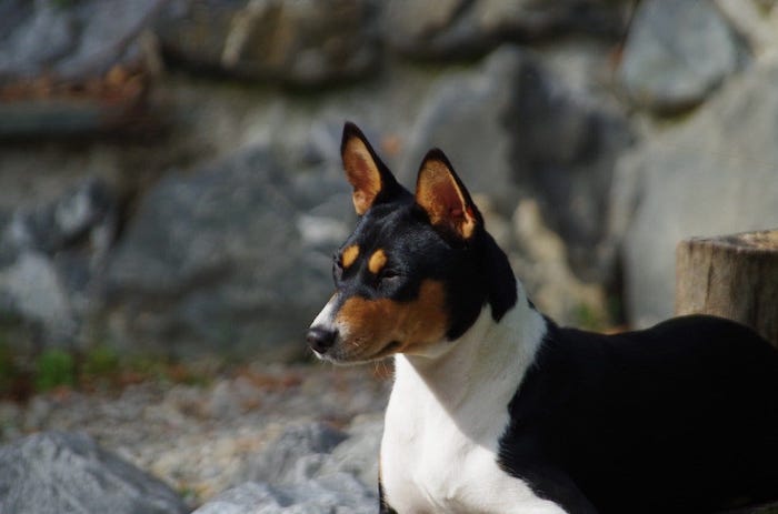 Basenji Dog