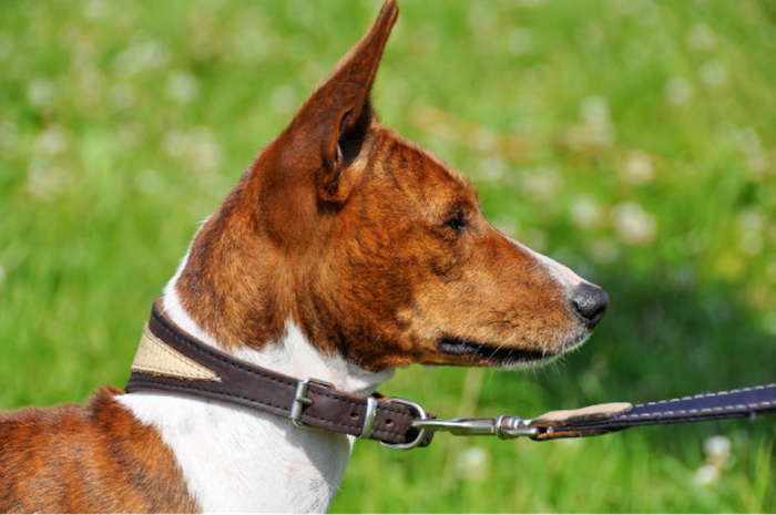 Basenji Don't Really Bark