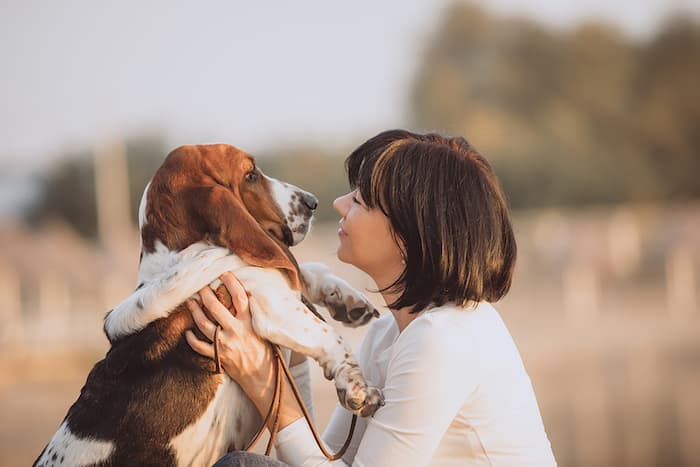 basset hound