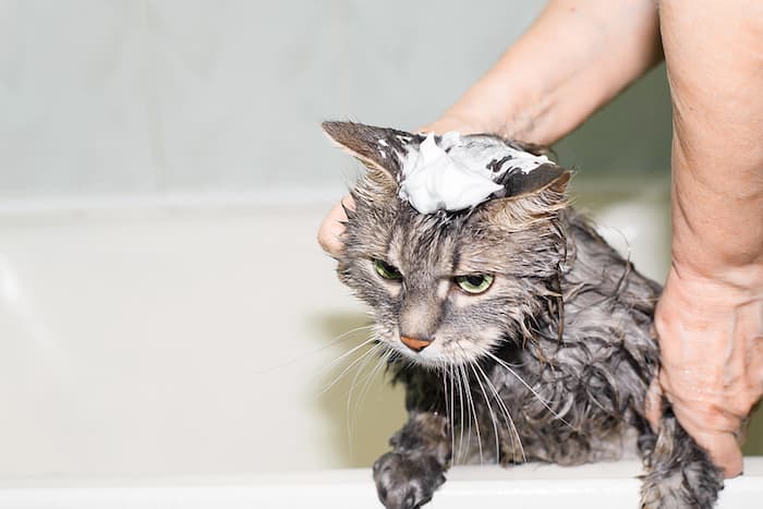 cat getting a bath