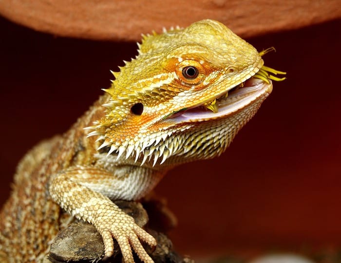 bearded dragon eating