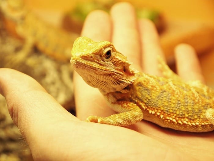 bearded dragon in hand