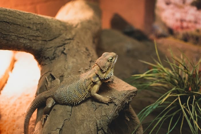 Bearded Dragon Lizard in Tank