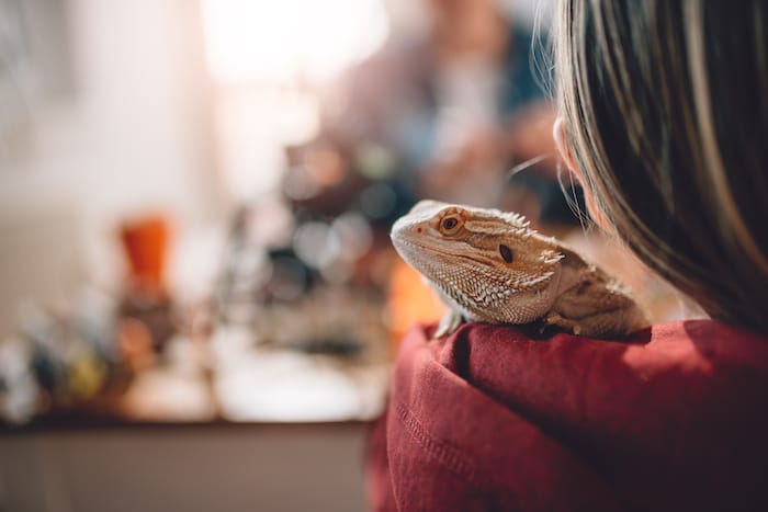 lizard being held by woman