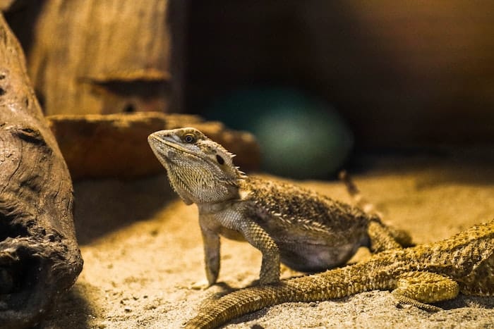 lizard in a tank