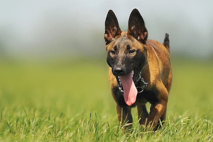 dog in the grass